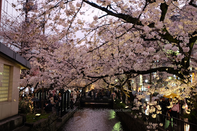 คลอง Takase-gawa Kyoto sakura spot light up