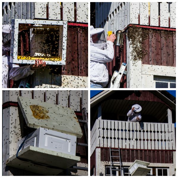 mehiläispesä mehiläistenhoitaja mehiläisten karkotus mehiläisparvi seinässä