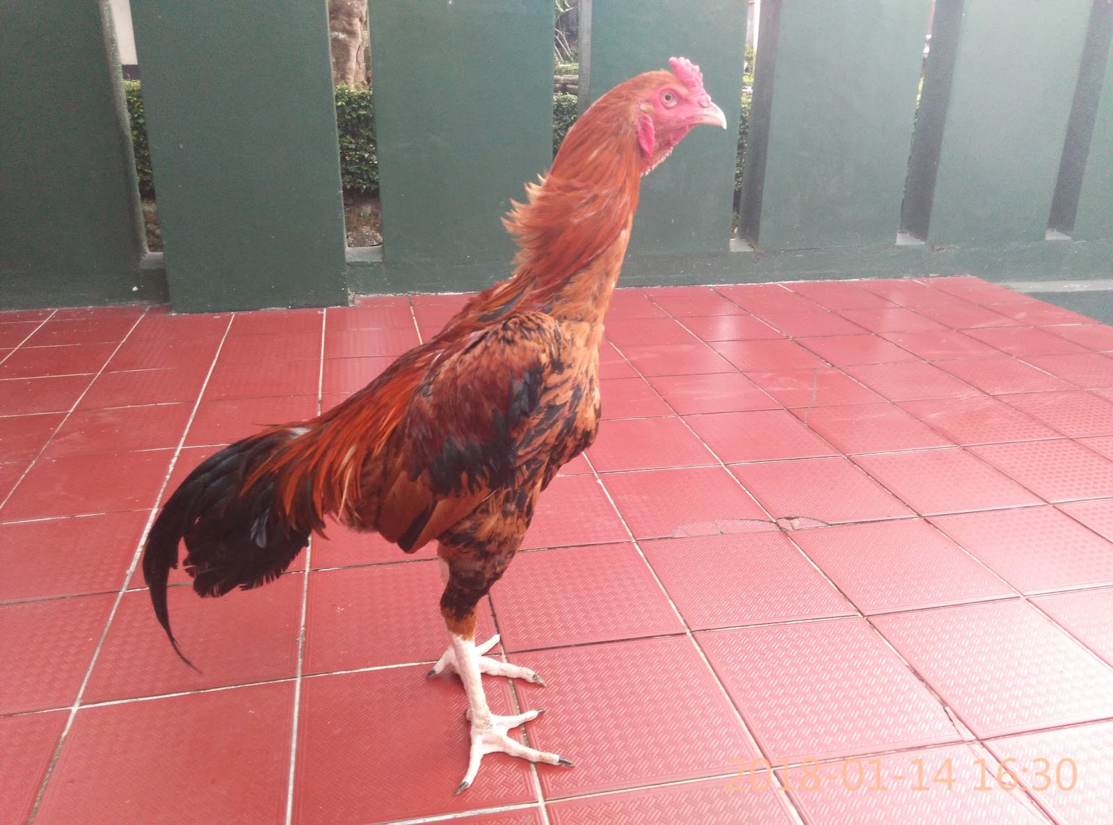 Ayam Birma Pukul Saraf Ayam Birma Pukul Saraf