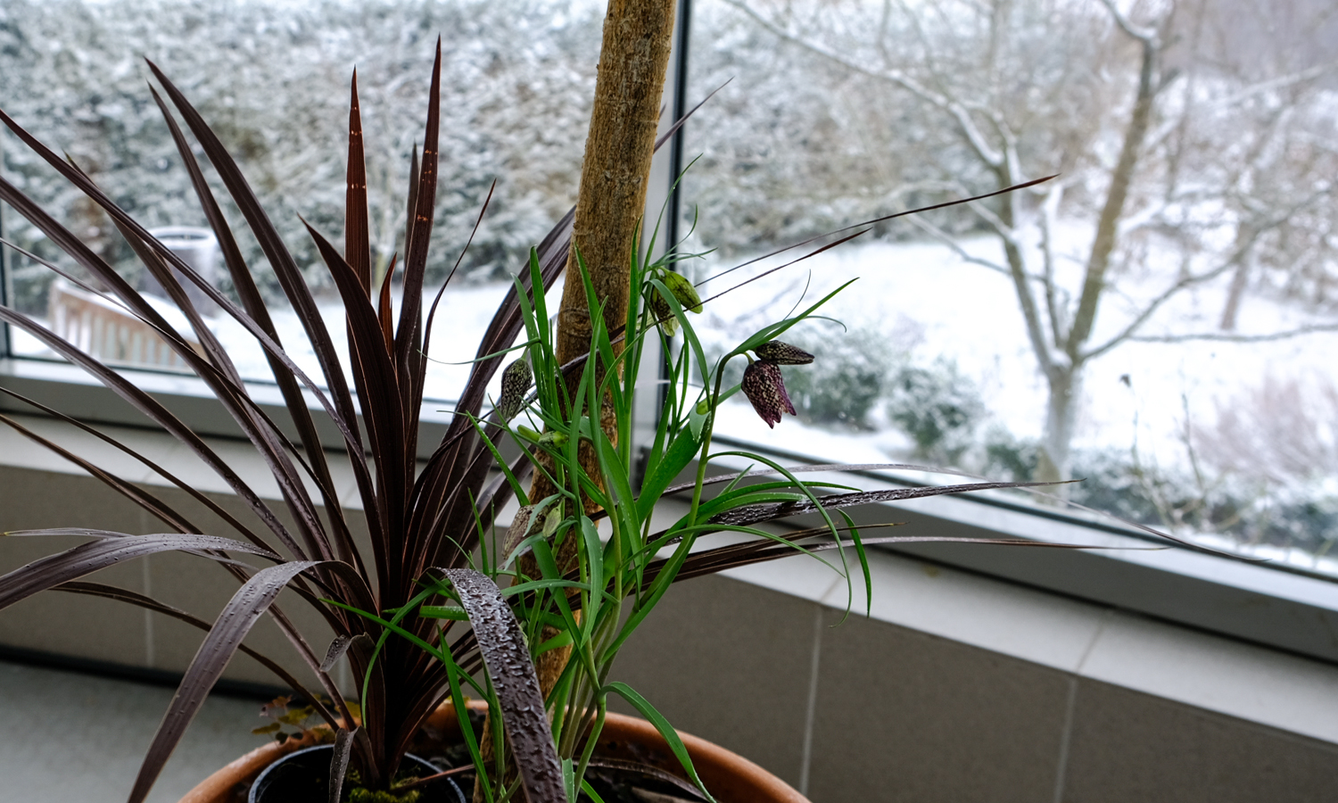 quarantäne für schachtbrettblume