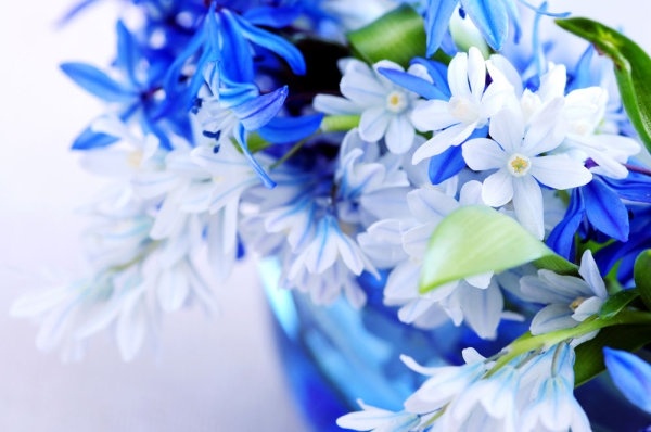 صور زهور