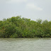 SUNDARBANS (largest mangrove forest in the world)