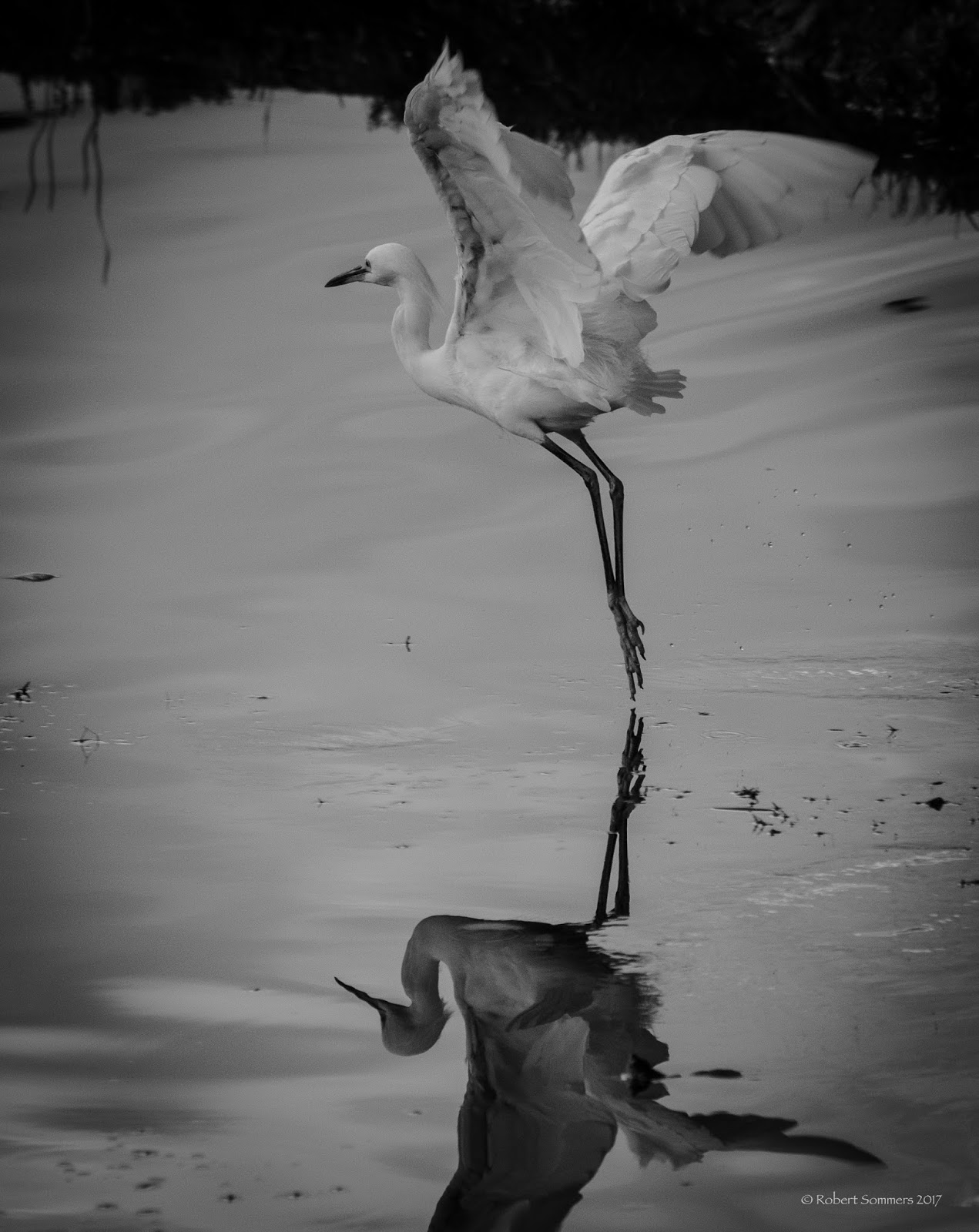 Blue Heron Blast Yellow Crane Tower