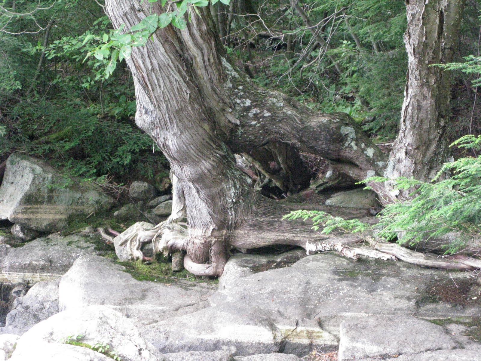Meandering... Moose Pond, Adirondacks