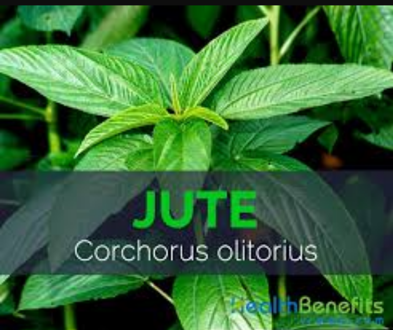 JUTE LEAF What You Don't know About This Leaf