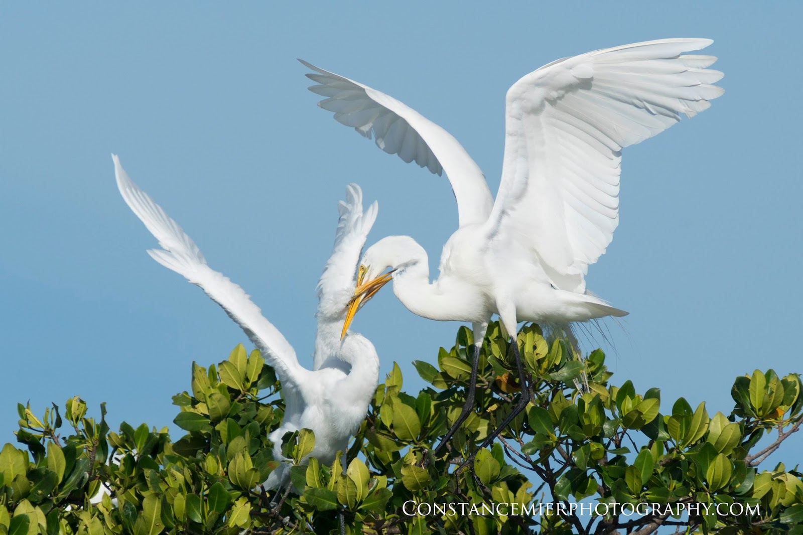 white heron symbolism Find a summary of a white heron with analysis and a symbolism review i even threw in some lesson ideas. white heron symbolism Find a summary of a white heron with analysis and a symbolism review i even threw in some lesson ideas.