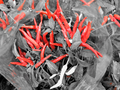 expo flores holambra salvador 2015