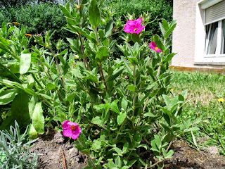 blühende Zistrose (C) by Joachim Wenk blühende Zistrose (C) by Joachim Wenk