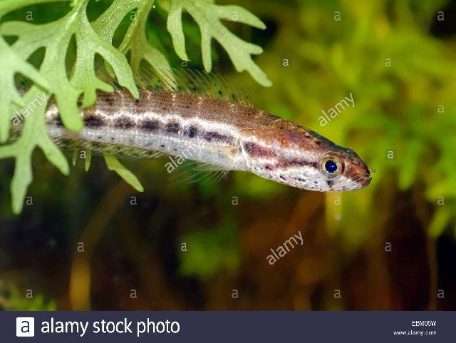 Jenis Ikan Preadator - Bangka Snakenhead (Channna Bankanensis) Jenis Ikan Preadator