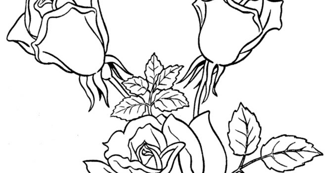 gambar untuk mewarnai bunga mawar 