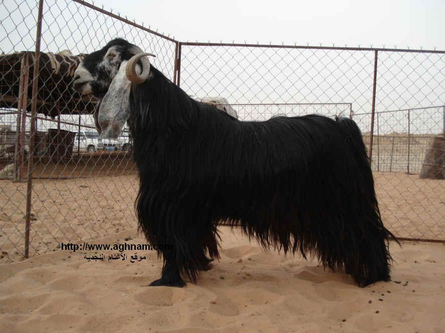سعر الخروف السواكني