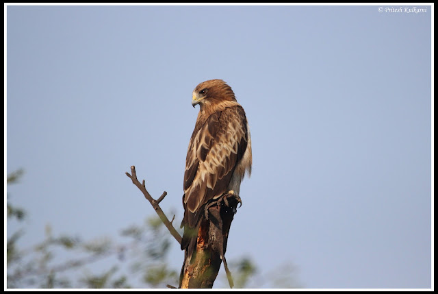 Booted Eagle at Bharatpur Booted Eagle at Bharatpur