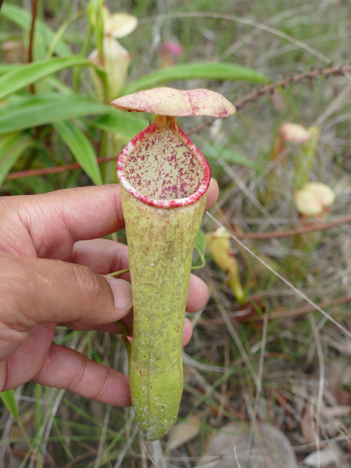 Carnivorous plant Nepenthes kampotiana 10 Seeds