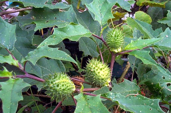 Benefits And Nutrition Of Thorn Apple (Datura Stramonium) For Health ...