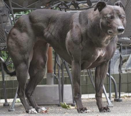 Lapercygo : Pictures of The Body Building Dog ...