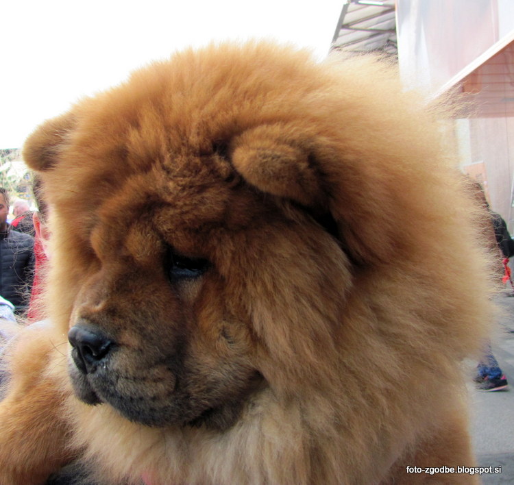 Chow chow - čov čov, mladič Ljubljana, Dan pasjih mladičkov