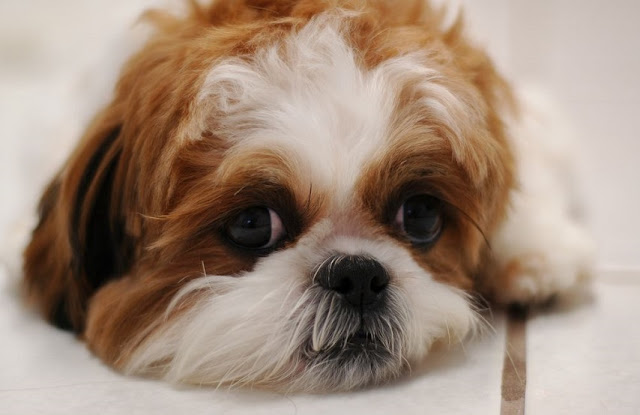 Cientistas explicam que a "carinha de culpa" do seu shih tzu pode significar algo muito mais sério