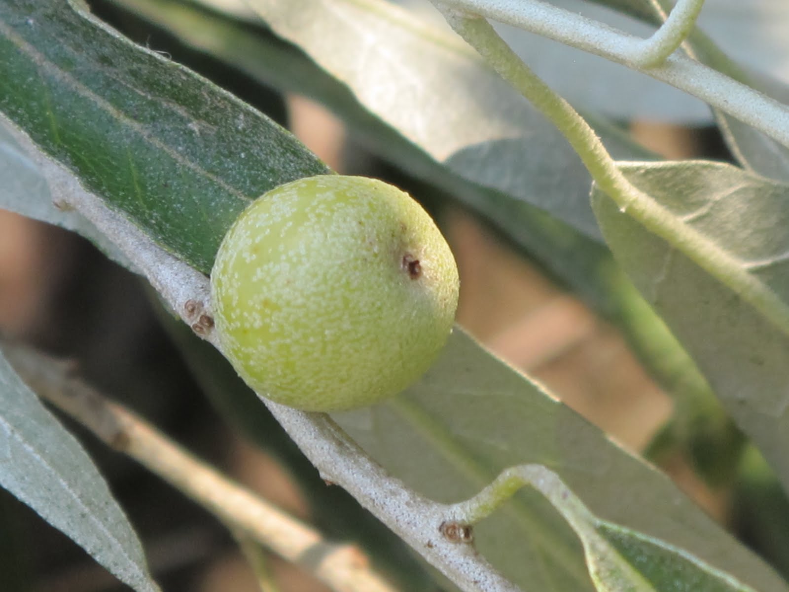 SHAHRZAD VOUS RACONTE...LA VIE: Russian Olive Tree-derakhte senjed