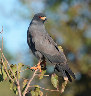 Snail Kite Male, Rostrhamus sociabilis