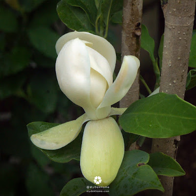 ยี่หุบสวรรค์ ดอกสีขาว แบบนี้ก็ได้หรอ? ยี่หุบสวรรค์ ดอกสีขาว แบบนี้ก็ได้หรอ?