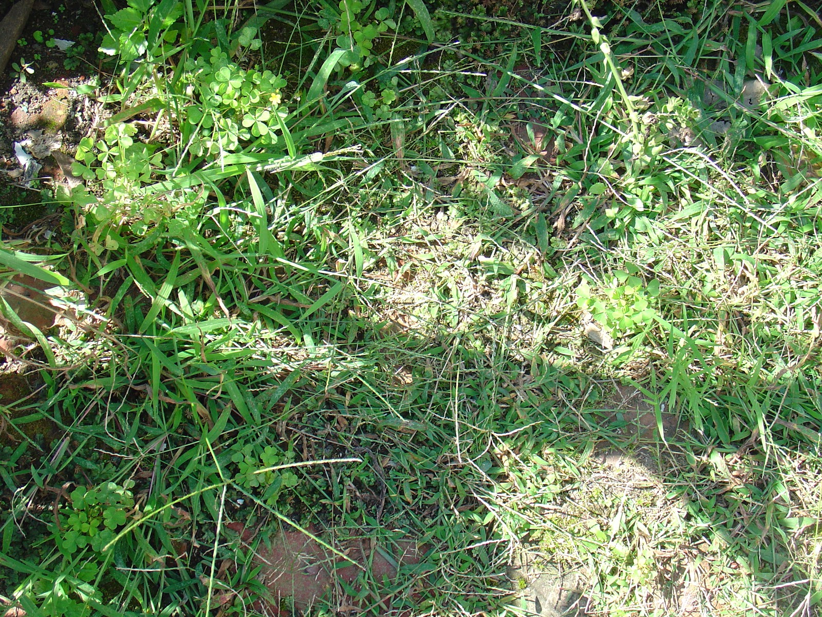 Life at Pugsley Patio weeds and controlling crab grass