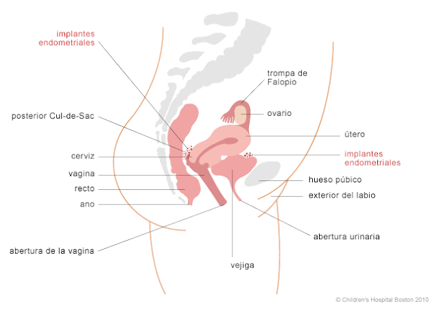 próstata inflamada callo deseo curado