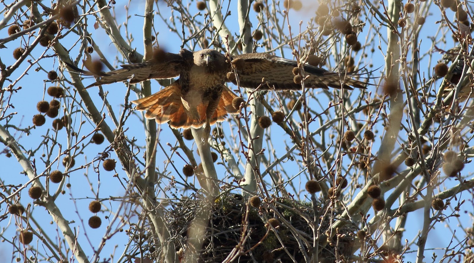 Catherine Temple Redtail Hawk Nest