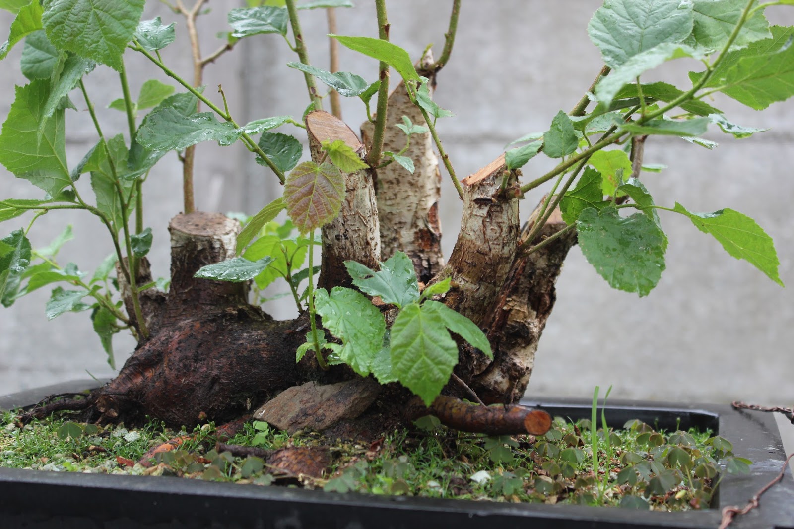 Bonsai en Bogen Hazelnut revisited 09.07.2015