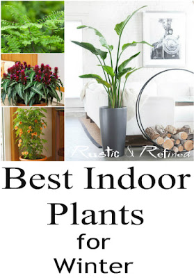 Best Plants to grow inside Best Plants to grow inside