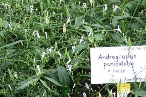 Butterfly Effect.: SAMBILOTO (Obat Herbal Terampuh)