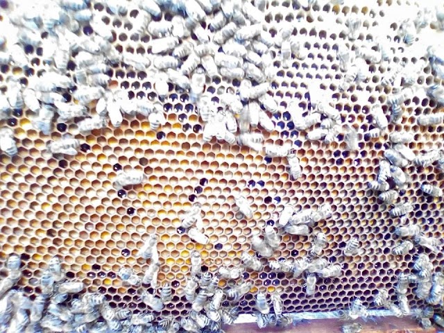 Πόσο μέλι τρώει ένα μελίσσι το χειμώνα; 