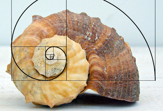 shell-spiral