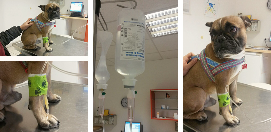Hundeblog Hund Französische Bulldogge Gesundheit Durchfall Ebrechen Infusion Tierarzt Hundeblog Hund Französische Bulldogge Gesundheit Durchfall Ebrechen Infusion Tierarzt