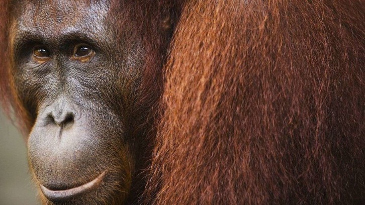 Cara Membedakan Orangutan Jantan dan Orangutan Betina Cara Membedakan Orangutan Jantan dan Orangutan Betina