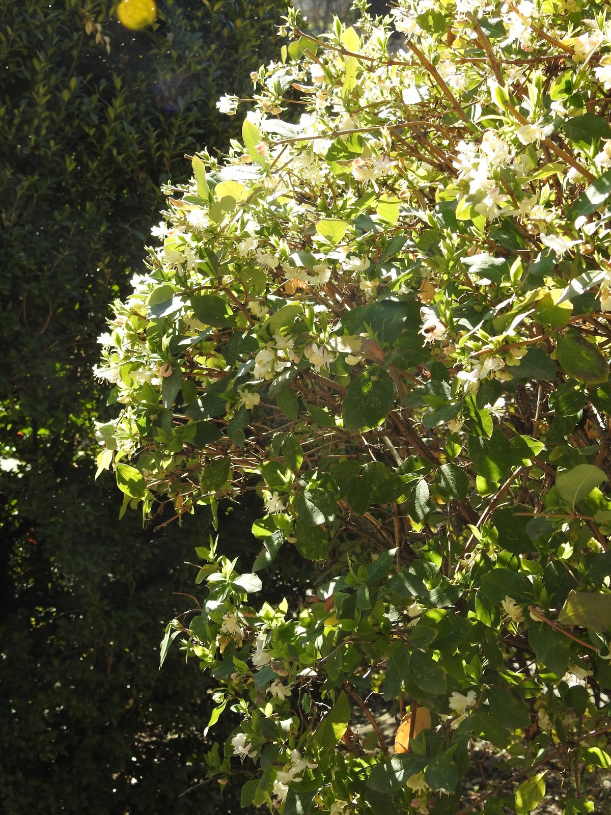 Garden Of Aaron 43 Invasive Plants You Should Probably Shun In