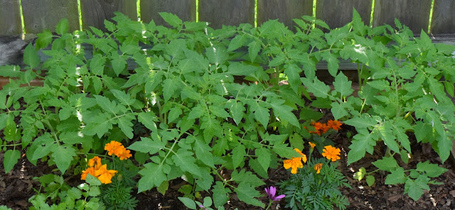 Roma tomato seedlings with marigold as companions