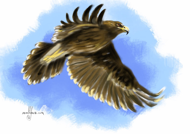 Greater spotted eagle bird painting by Artmagenta