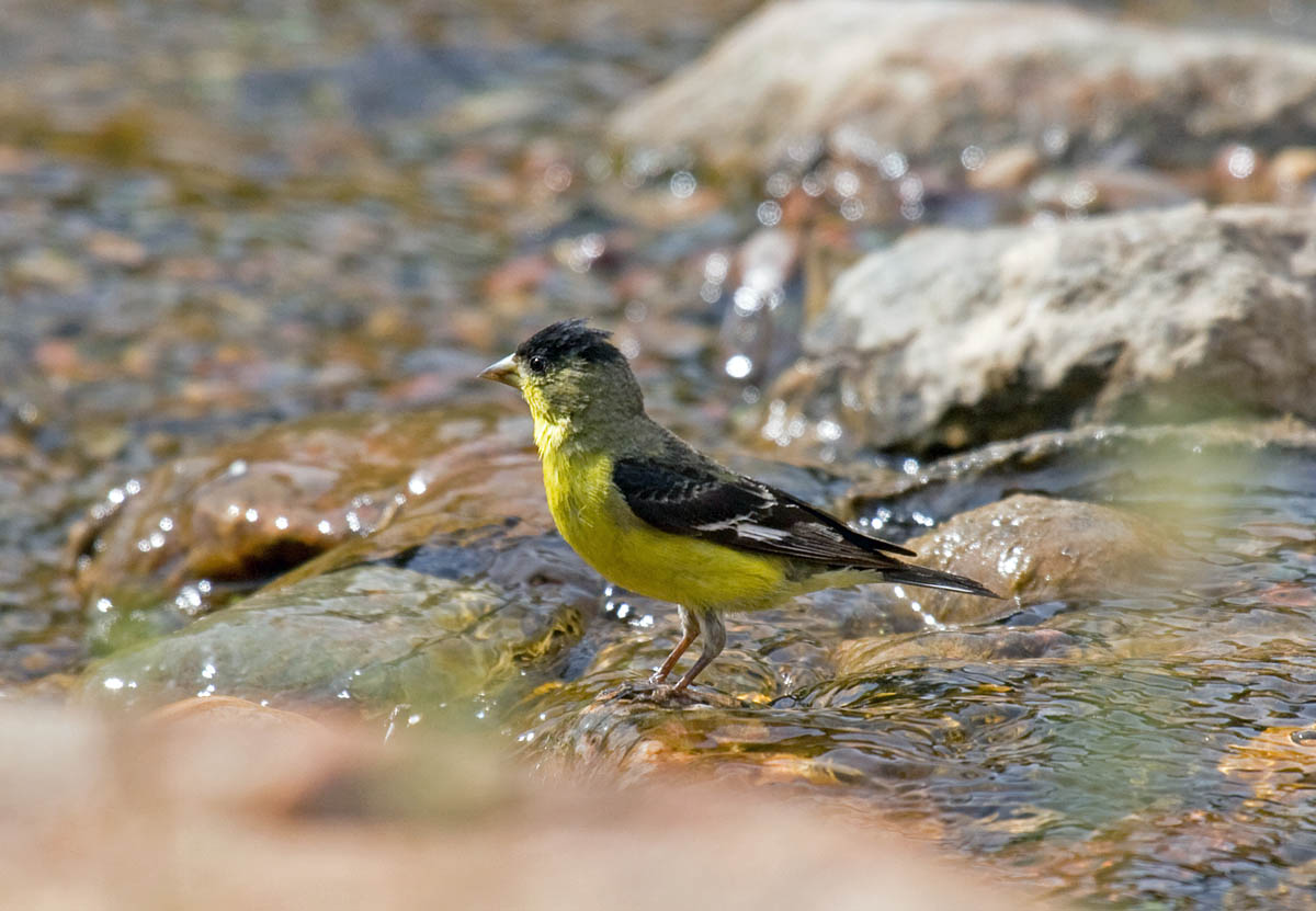 Birds to know in San Diego Introduction (Backyard) Greg in San Diego
