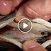 Read Why You Should Never Eat Tilapia!