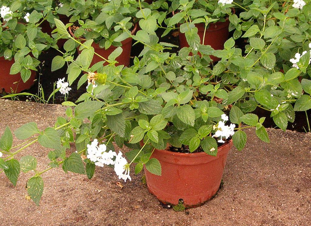 VIVERO GALIPLANT ORNAMENTAL S.L.: Lantana sellowiana