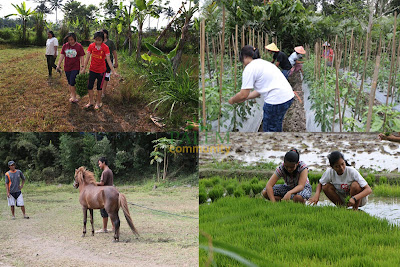 Kegiatan live in yogyakarta, sawah, kuda, pisang, petani, peternak, ternak, cabe, horse, stable, paddy, padi, indonesian banana