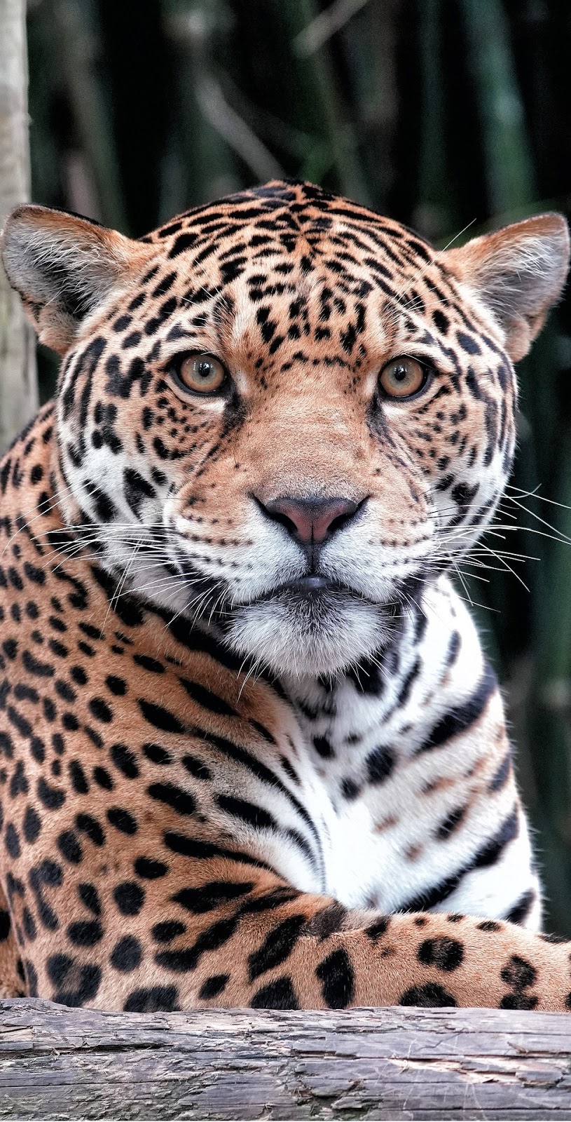 A majestic jaguar. A majestic jaguar.