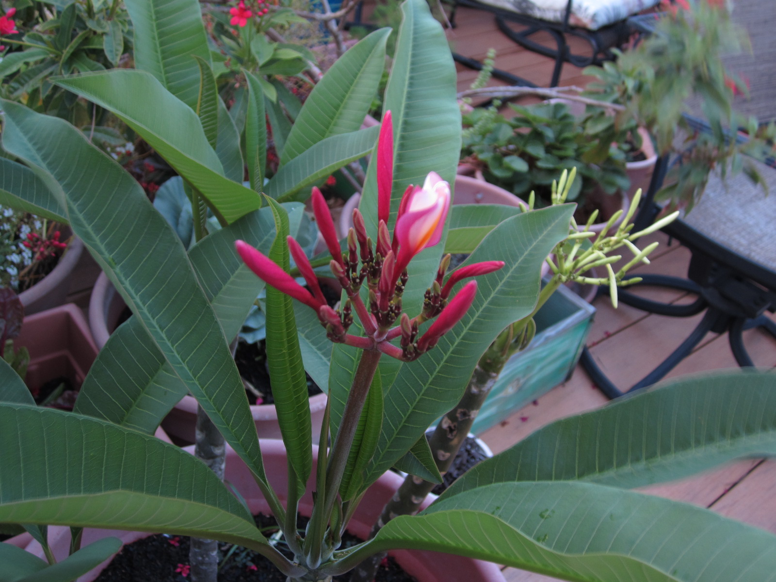 RussBLib what the. June 2012