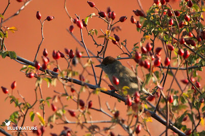 Curruca capirotada (Sylvia atricapilla) entre escaramujos, el fruto del rosal silvestre.