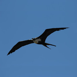 flight mid sleep several science birds species meters kilometers gliders wingspan reaches hundred frigatebirds excellent