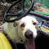 Firefighters Rush to Rescue Dog Who Impaled Himself on a Fence thumbnail