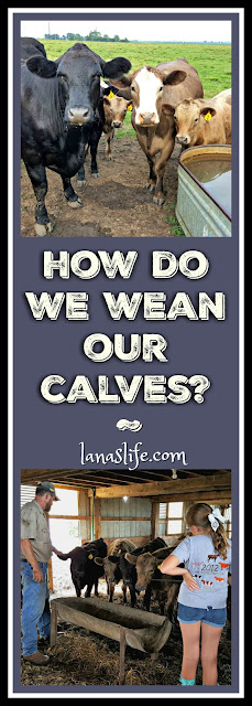 Weaning Calves