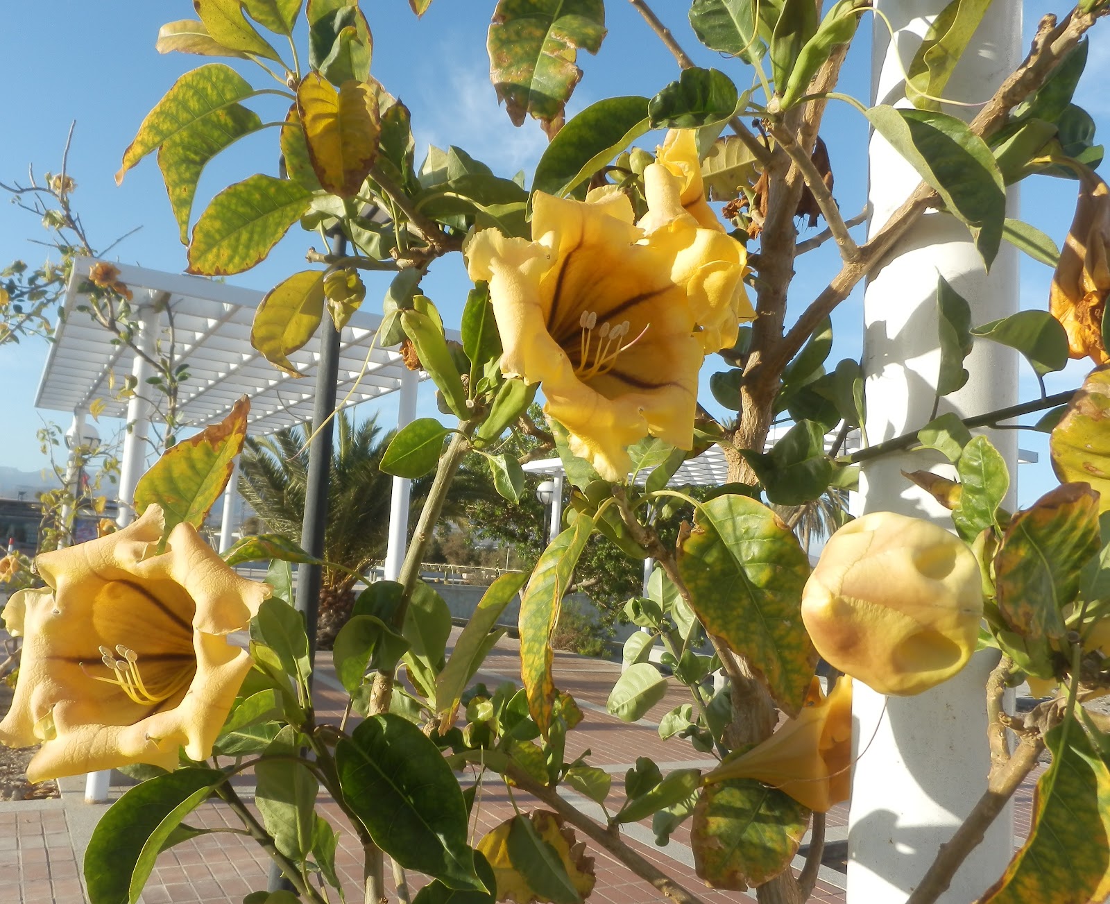 Solandra