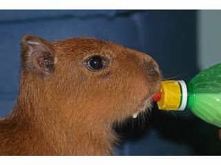 Funny Capybara