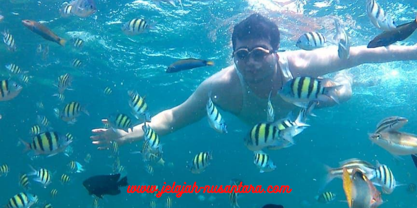 Aktivitas Snorkeling di Pulau Sepa - paket wisata pulau sepa resort paket wisata pulau sepa resort kepulauan seribu jakarta